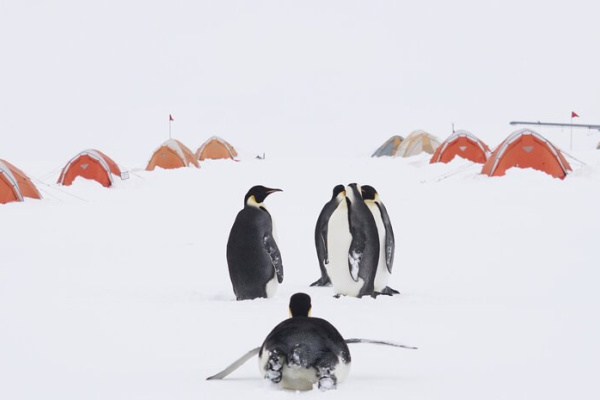 Alice Wang EMPS 2019 Highlights for ALE 76