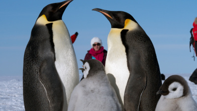 Icetrek South Pole Emperor Penguins